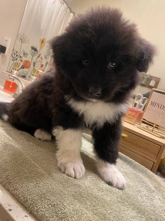 German shepherd/Samoyed Puppies (JBLM)63869712016387120