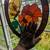 Vintage/Antique  Leaded Stained Glass 1 thumbnail