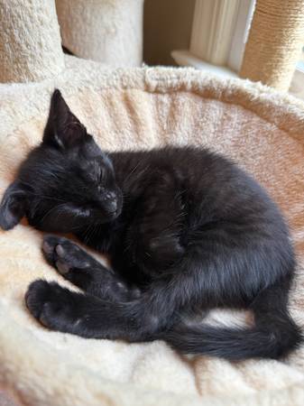 8 Week Kittens - ready for new home (Winterville)63897334680322123