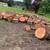TREE SERVICE 10 thumbnail