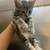 5 striped kittens for sale 1 thumbnail