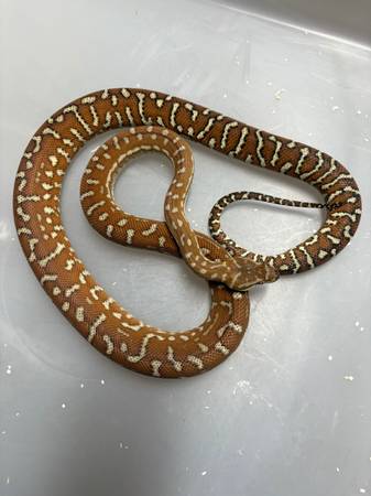 Python de alfombra costero y una Python Bredls (Athens AL)64013262793603122