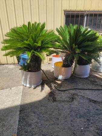 Sago palms - $150 (Ceres)63470292396163121