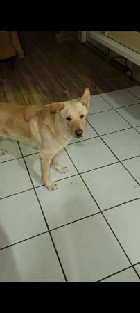 Adopción de pastor alemán blanco de 8 años (Twentynine Palms)63439138308097122