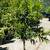 Kumquat Trees 1 thumbnail