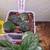 Plants: Succulents, Allocasia, Sundews, Violets 5 thumbnail