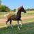 Miniature Horse Pinto Colt 2 thumbnail