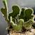 Crested Cactus in Ikea Color Block Porcelain Pot 10 thumbnail