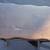 Vintage Antique Vintage Mahogany Magazine Rack 3 thumbnail
