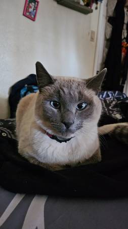 Gato perdido recompensa de 1000,00 (lancaster)63621103427715122