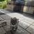 Sweet female Cat needs home 4 thumbnail