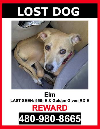 LOST PET - TAN AND WHITE / MIXED BREED / FEMALE - $$ Reward $$64212387883905120