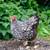 2 month Old chickens hens pullets cold hardy all female chicks 4 thumbnail