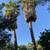 Tree & palm services, yard clean ups, artificial grass & pavers 18 thumbnail