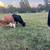 Cows 1 thumbnail