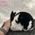 Mini Rex Rabbits 6 thumbnail