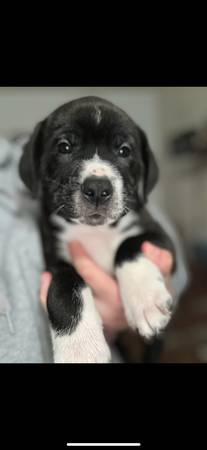 ¡Todos cachorros machos! (Puyallup)64032357933313120