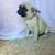 Pug puppies 3 thumbnail