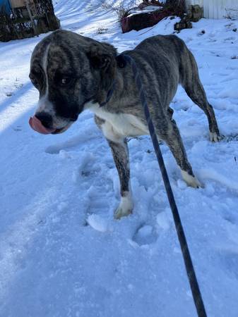 2 Dogs, need good home. 1