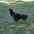 Bantam Roosters 6 thumbnail