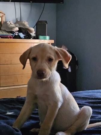 Lab husky mix (Tulsa)64054492128258121