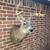 American Buck Taxidermy Taxidermist Deer Mounts 22 thumbnail