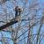 Lowest cost Tree Removal/Tree Trimming 3 thumbnail