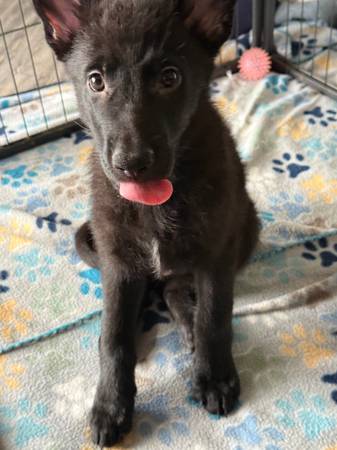 Cachorros de pastor alemán pura raza (Oklahoma City)63670591386755121
