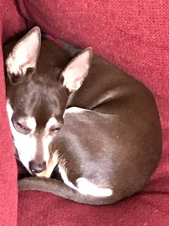 Chihuahua guapo buscando nuevo hogar (concord / pleasant hill / martinez)63836591871107122
