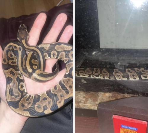 Ball python male 1
