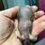 Mice 9 thumbnail