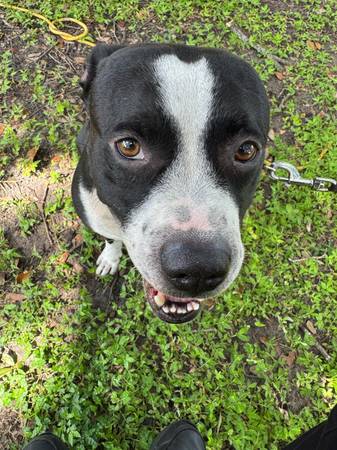 Buddy looking for a nee home (Ocala)63867305670787121