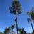 Tree service / Tree Trimming / Tree Removals (All Bay Area) 1 thumbnail