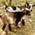 🐐✨ Nigerian Dwarf Bucklings Available – 4-12 Weeks Old ✨🐐 1 thumbnail