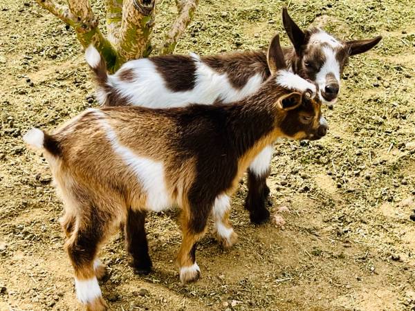 🐐✨ Nigerian Dwarf Bucklings Available – 4-12 Weeks Old ✨🐐 1