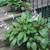 Hostas! Hostas! Hostas! Pot bound/in bloom/ready for planting! 7 thumbnail
