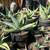 Unusual agaves 13 thumbnail