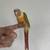 Green cheek conures 11 thumbnail