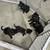 Rehoming puppies 3 thumbnail