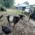 Goats-Nigerian Dwarf buck and doe 4 thumbnail