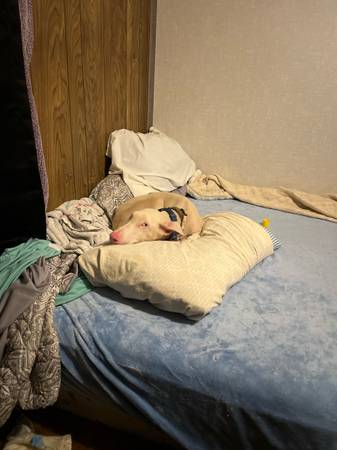 Doberman Cream&White (Gadsden)64671994529283121