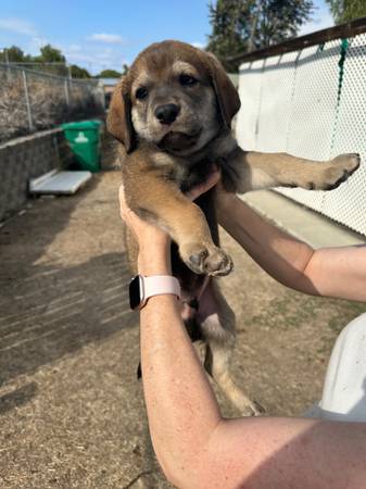 Cachorros Husky doodle en adopción (Encanto)63894602561026123