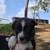 Auggie puppy 4 thumbnail
