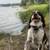 Rehome English Springer Spaniel (5yo) 5 thumbnail