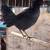 Good gamefowl,Buenos Gallos 20 thumbnail