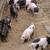 Baby pot belly pigs mix 4 thumbnail