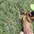 Dogs for adoption 11 thumbnail