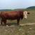 3 1/2 year old Hereford bull 1 thumbnail