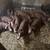 Feeder piglets 1 thumbnail