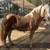 Haflinger Stallion 3 thumbnail
